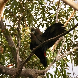 Calyptorhynchus lathami lathami at Moruya, NSW - suppressed