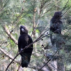 Calyptorhynchus lathami lathami at Moruya, NSW - suppressed