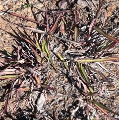 Bothriochloa macra at Higgins, ACT - 11 Apr 2025 01:40 PM