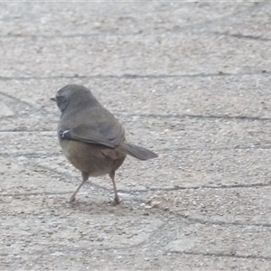 Sericornis frontalis at Katoomba, NSW - 10 Apr 2025 03:55 PM