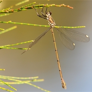 Synlestes weyersii at Sassafras, NSW - 9 Apr 2025 02:06 PM