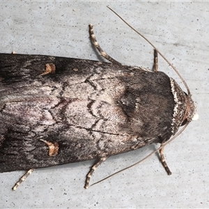 Proteuxoa restituta at Rosedale, NSW - 11 Apr 2025 09:06 PM