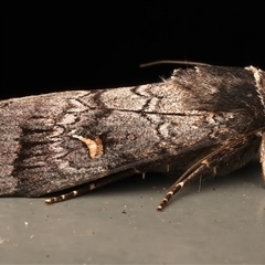 Proteuxoa restituta at Rosedale, NSW - 11 Apr 2025 09:06 PM