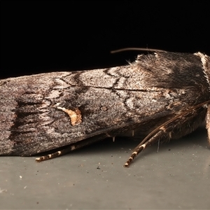 Proteuxoa restituta at Rosedale, NSW - 11 Apr 2025 09:06 PM