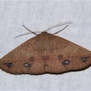 Idiodes siculoides at Bolivia, NSW - suppressed