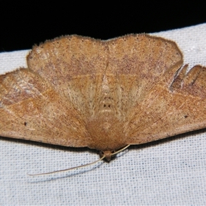 Idiodes apicata at Bolivia, NSW - suppressed