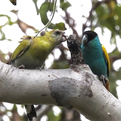 Psephotellus dissimilis (Hooded Parrot) at Pine Creek, NT - 12 Apr 2025 by HelenCross