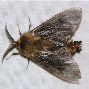 Lomera (genus) at Bolivia, NSW - suppressed