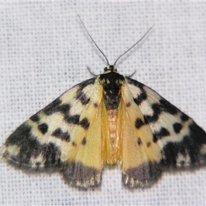 Thallarcha jocularis at Bolivia, NSW - suppressed
