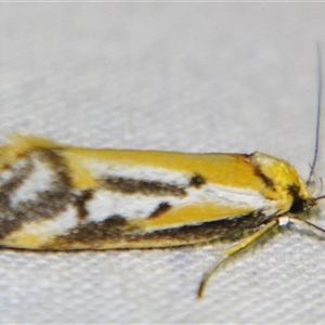 Philobota sophia at Bolivia, NSW - suppressed