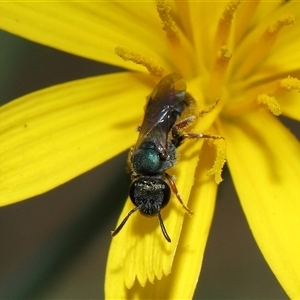 Lasioglossum (Homalictus) urbanum at Yarralumla, ACT - 10 Apr 2025 12:05 PM