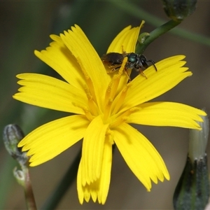 Lasioglossum (Homalictus) urbanum at Yarralumla, ACT - 10 Apr 2025 12:05 PM