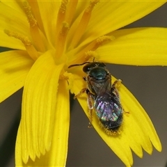 Lasioglossum (Homalictus) urbanum at Yarralumla, ACT - 10 Apr 2025 12:05 PM