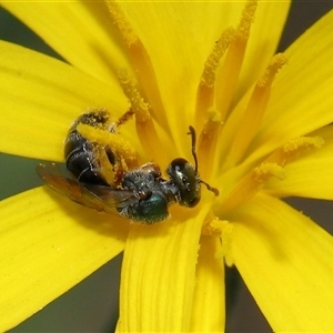 Lasioglossum (Homalictus) urbanum at Yarralumla, ACT - 10 Apr 2025 12:05 PM