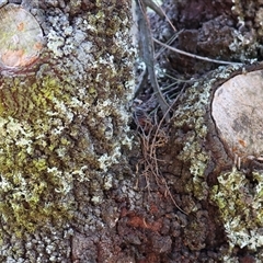 Exocarpos cupressiformis at Yackandandah, VIC - 12 Apr 2025 10:27 AM