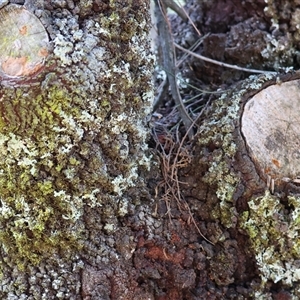Exocarpos cupressiformis at Yackandandah, VIC - 12 Apr 2025 10:27 AM