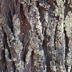 Exocarpos cupressiformis at Yackandandah, VIC - 12 Apr 2025 10:27 AM