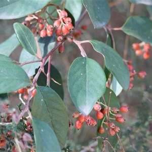 Cotoneaster glaucophyllus at Yackandandah, VIC - 12 Apr 2025 09:25 AM