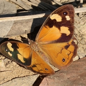 Heteronympha merope at Yackandandah, VIC - 12 Apr 2025 09:42 AM