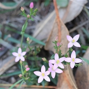 Centaurium sp. at Yackandandah, VIC - 12 Apr 2025 09:58 AM