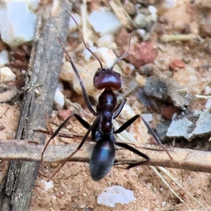 Iridomyrmex purpureus at Yackandandah, VIC - 12 Apr 2025 10:02 AM