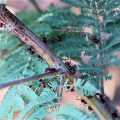 Iridomyrmex purpureus at Yackandandah, VIC - 12 Apr 2025 10:02 AM