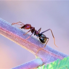 Iridomyrmex purpureus at Yackandandah, VIC - 12 Apr 2025 10:02 AM