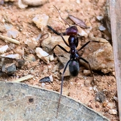 Iridomyrmex purpureus at Yackandandah, VIC - 12 Apr 2025 10:02 AM