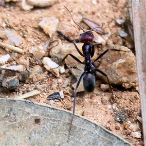 Iridomyrmex purpureus at Yackandandah, VIC - 12 Apr 2025 10:02 AM