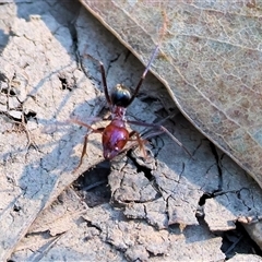 Iridomyrmex purpureus at Yackandandah, VIC - 12 Apr 2025 10:02 AM