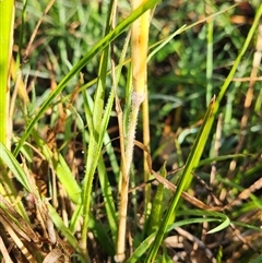 Melinis repens at Sawyers Gully, NSW - 13 Apr 2025 07:40 AM