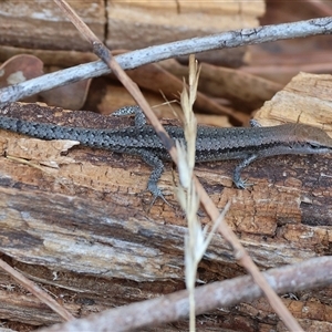 Lampropholis guichenoti at Yackandandah, VIC - 12 Apr 2025 10:36 AM