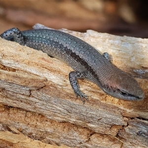 Lampropholis guichenoti at Yackandandah, VIC - 12 Apr 2025 10:36 AM