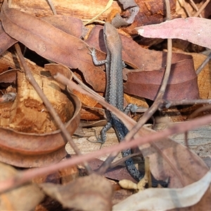 Lampropholis guichenoti at Yackandandah, VIC - 12 Apr 2025 10:36 AM