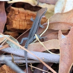 Lampropholis guichenoti at Yackandandah, VIC - 12 Apr 2025 10:36 AM