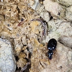 Carabidae (family) at Middle Arm, NSW - 12 Apr 2025 12:34 PM