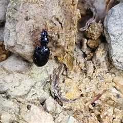 Carabidae (family) at Middle Arm, NSW - 12 Apr 2025 12:34 PM