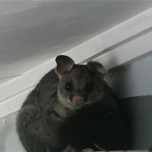 Trichosurus vulpecula at Sawyers Gully, NSW - 20 Jan 2023 07:40 AM