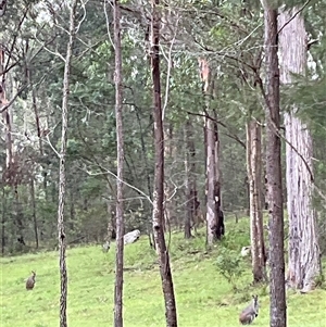 Macropodidae (family) at Laguna, NSW - 13 Apr 2025 08:40 AM
