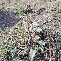 Solanum nigrum (Black Nightshade) at Fadden, ACT - 13 Apr 2025 by LPadg