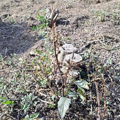 Solanum nigrum (Black Nightshade) at Fadden, ACT - 13 Apr 2025 by LPadg