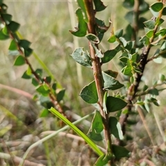 Acacia pravissima (Wedge-leaved Wattle, Ovens Wattle) at Middle Arm, NSW - 12 Apr 2025 by trevorpreston
