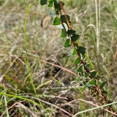 Acacia pravissima at Middle Arm, NSW - 12 Apr 2025 12:30 PM