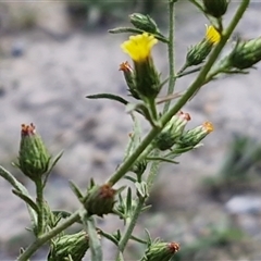 Dittrichia graveolens at Middle Arm, NSW - 12 Apr 2025 12:27 PM