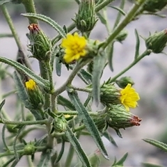 Dittrichia graveolens at Middle Arm, NSW - 12 Apr 2025 12:27 PM