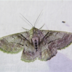 Hypobapta tachyhalotaria at Bolivia, NSW - suppressed
