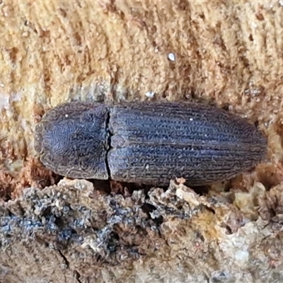 Agrypnus sp. (genus) (Rough click beetle) at Middle Arm, NSW - 12 Apr 2025 by trevorpreston