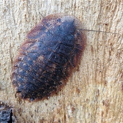 Laxta sp. (genus) (Bark cockroach) at Middle Arm, NSW - 12 Apr 2025 by trevorpreston