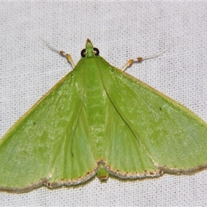 Parotis marginata at Bolivia, NSW - suppressed