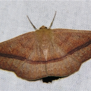 Idiodes apicata at Bolivia, NSW - suppressed